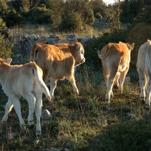sei-su-immagine-raffigurante-quattro-vitelli-al-pascolo-sulla-murgia
