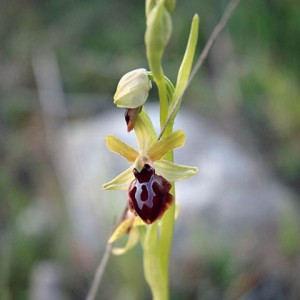 sei-su-immagine-raffigurante-una-variopinta-orchidea-solitaria-nel-vallone-della-loe
