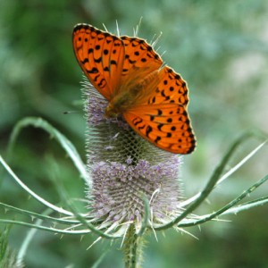 sei-su-immagine-raffigurante-una-variopinta-farfalla-sul-cardo-dei-lanaioli