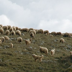 sei-su-immagine-raffigurante-un-gregge-di-pecore-al-pascolo-sulla-murgia-materana