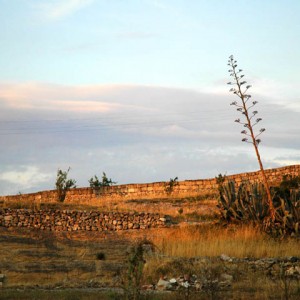 sei-su-immagine-raffigurante-una-pianta-di-agave-americano-sulla-murgia-avvolta-dalle-ombre-della-sera