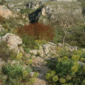 sei-su-immagine-raffigurante-il-sentiero-della-Murgecchia-che-conduce-al-guado-sul-torrente-gravina-di-matera