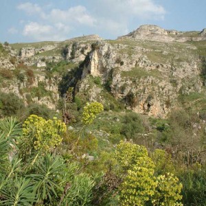 sei-su-immagine-raffigurante-una-pianta-di-euforbia-adriatica-sul-fondo-della-gravina-di-matera