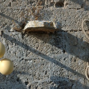 sei-su-immagine-raffigurante-caciocavallo-podolico-appeso-al-muro-di-una-stalla