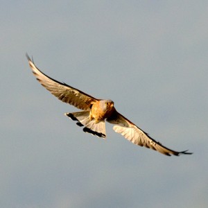 sei-su-immagine-raffigurante-un-maschio-di-falco-grillaio-in-volo-nel-cielo-sopra-la-murgia-materana