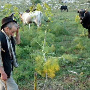 sei-su-immagine-raffigurante-il-pastore-don-peppino-sulla-murgia-materana-mentre-pascola-vacche-podoliche