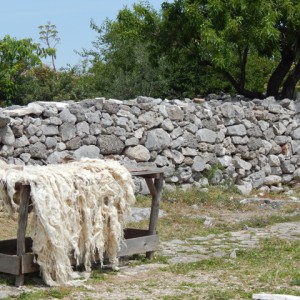 sei-su-immagine-raffigurante-vello-di-pecora-un-muretto-a-secco-e-mandorli